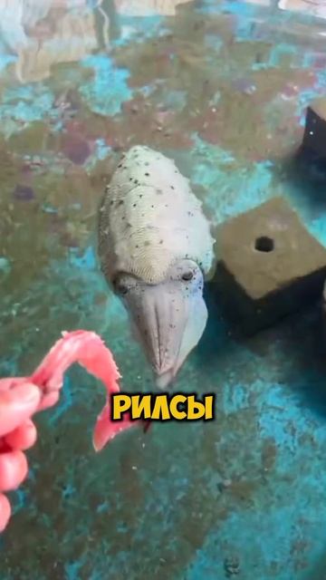 Такой питомец больше напоминает пришельца [OGN]