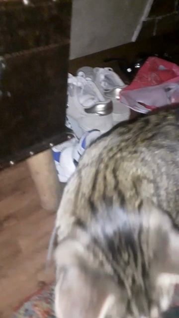 Skibidi meow 2 (Chickens петушок)