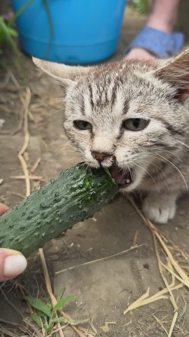 Кот Кузя ест огурцы!