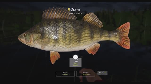 Окунь, трофейная рыба 2 кг, 68 грамм, Старый Острог, игра Русская Рыбалка 4