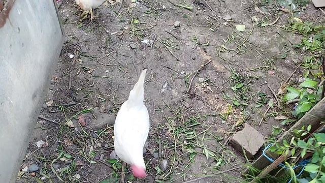 Курочка Ряба)