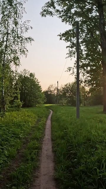 🌲🌲🌲