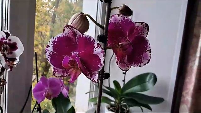 VID-20230924-WA0010