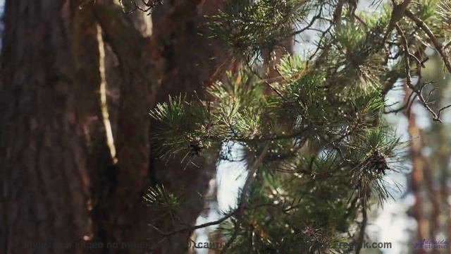 Закройте глаза и представьте его... Эта музыка проведёт вас через мечты! - Desolation And Desperatio
