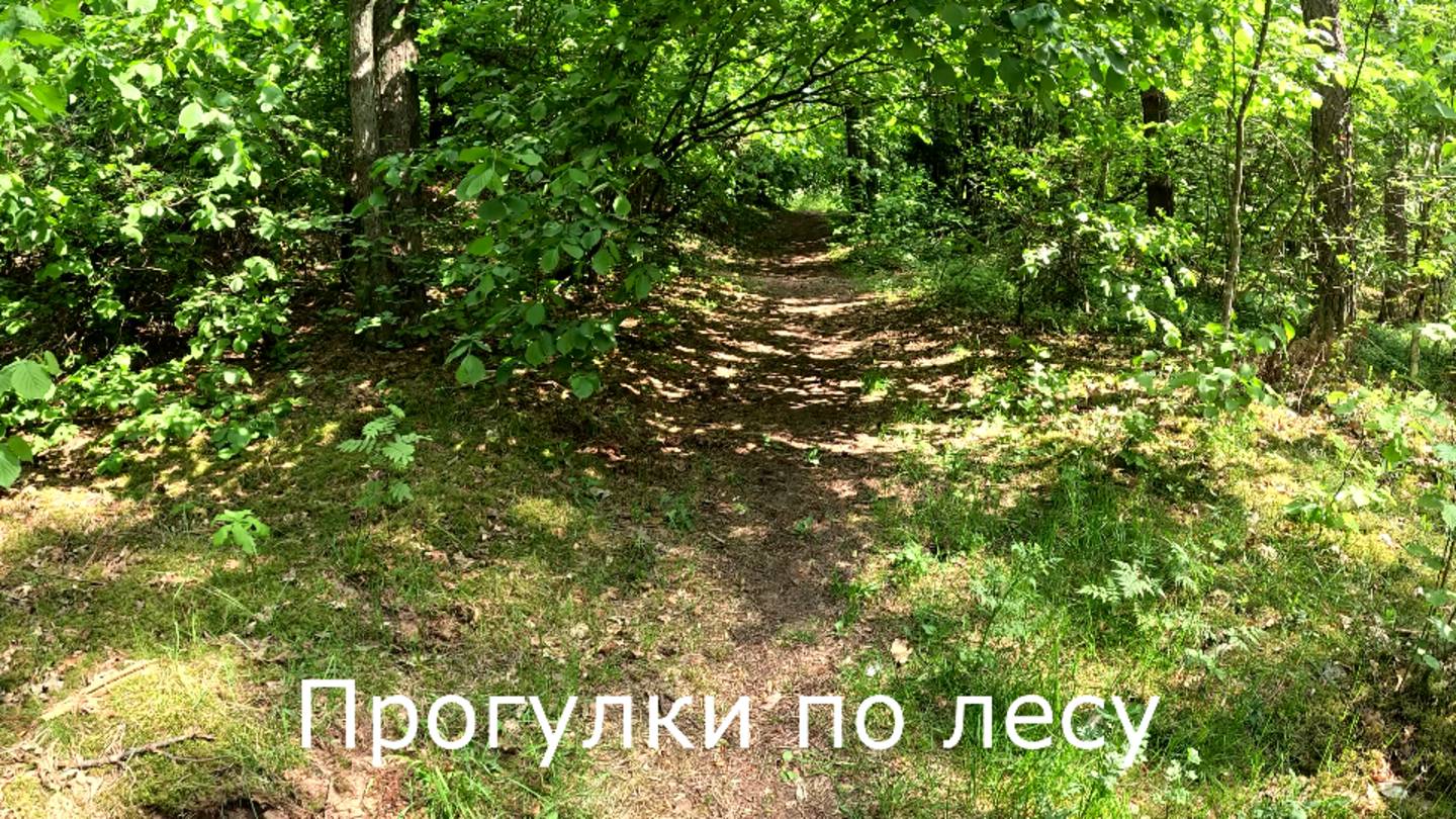 Прогулки по лесу. Заехал посмотрел лисичкины места