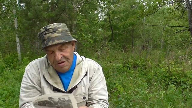 Хвойные деревья и их польза