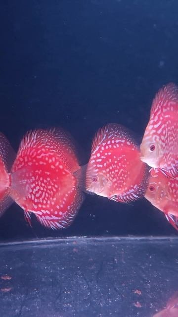 Дискусы Pigeon checkerboar #fish #discusfish