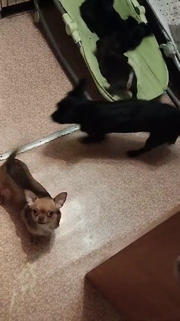 что такое размер у чихуахуа?