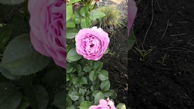 Розы с названиями сортов