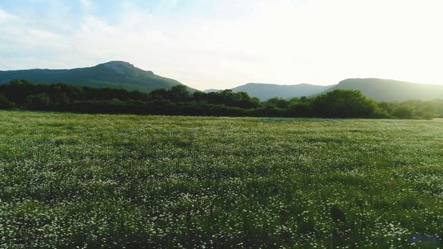 Удивление не отпускает, пока звучит этот мощный саунд - Blossoming -- Podington Bear -- Meet Podingt