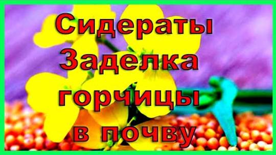 Клубника и сидераты: зачем заделывать горчицу в почву — советы на 2025