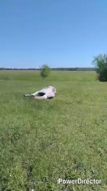 Самый лучший, самый любимый конь на свете. ❤🔥