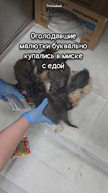2-недельные котята лишились мамы на военном полигоне