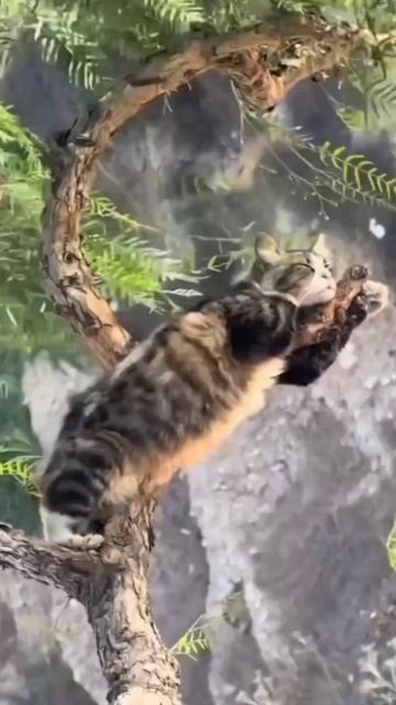 Спокойствие,друзья!
#котики#спокойствие#смешное#юмор#животные