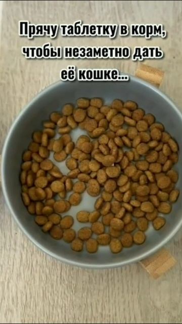 Смешные коты #59-4