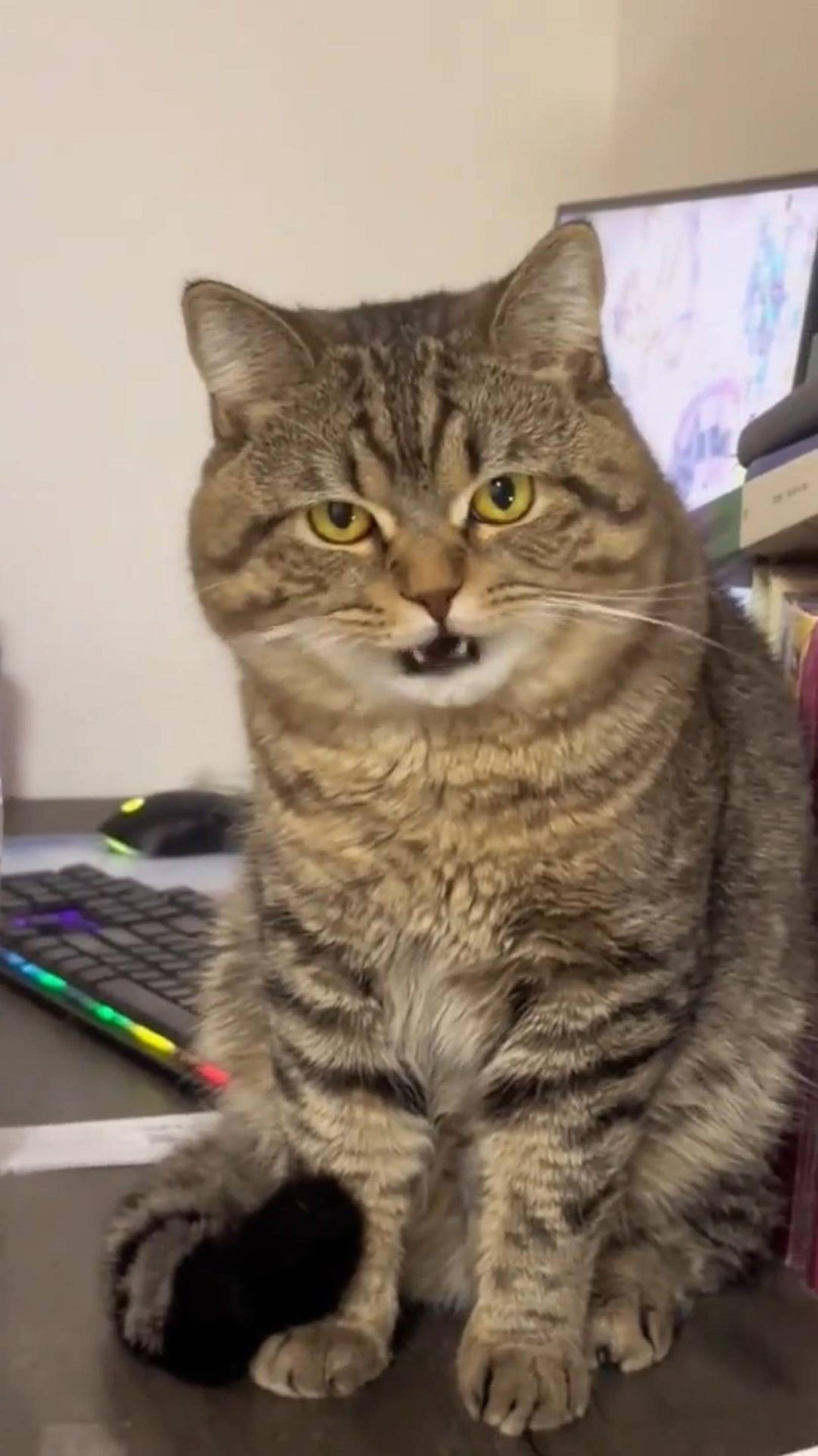 Там БАБАЙКИ Нету! 😰 Я ТЕБЕ не ВЕРЮ! 😨 #cat #shorts #озвучка