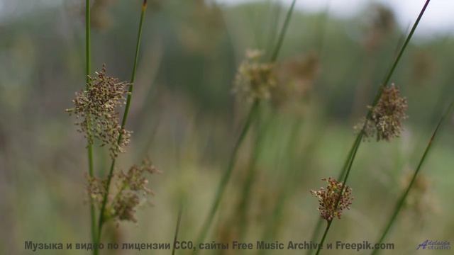Поля становятся морем, а ноты - волнами - Avispa (XXIII) -- opo -- Estudios Indigeniformes