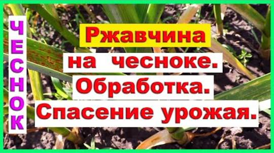 Ржавчина на чесноке — как спасти урожай в 2025 году: эффективная обработка