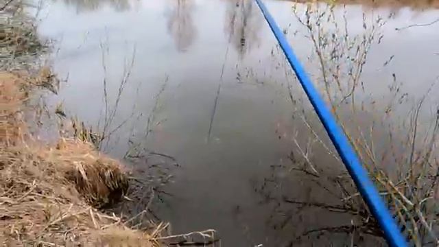 Спокойный день у воды — ловлю, как люблю