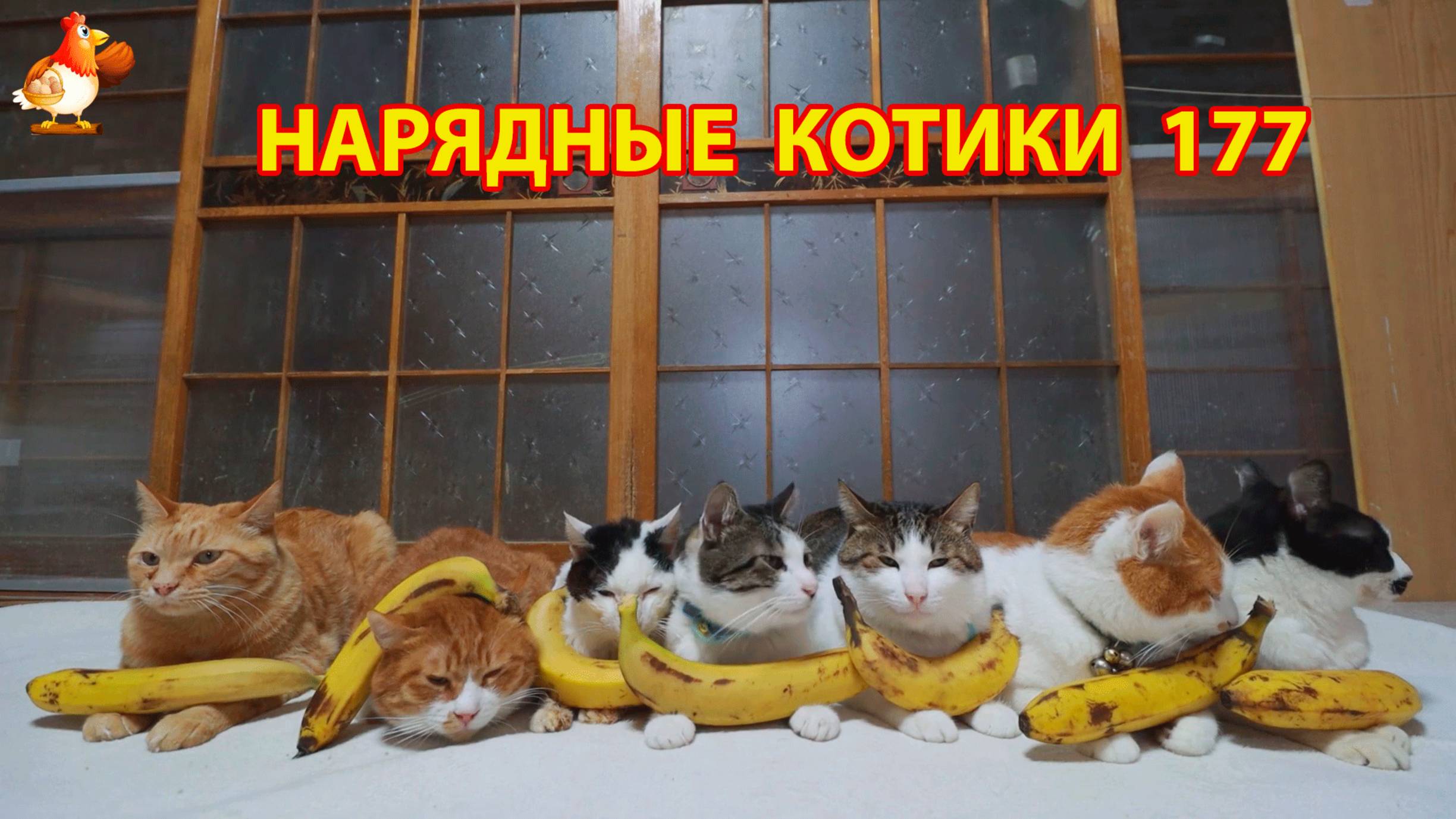 Нарядные Котики расслабляются на солнышке 🌞 🐈🐈🐈 (177)