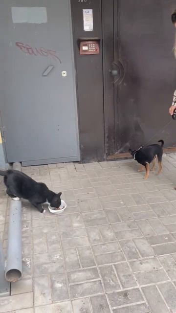 Когда ты главный на районе🤭 Или ты не ты, когда голоден🍬 #кошкассобакой #котопес #голод #toyterrie