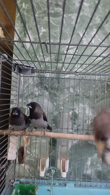 Амадины