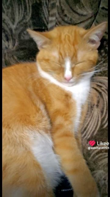 котик  и его хозяйка