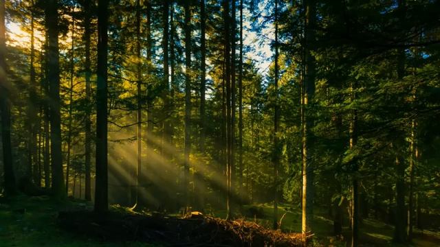 Тишина леса и только пение птиц с ручьем часть 5