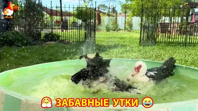 Забавные утки мускусные и пекинские на свободном выгуле ч.(56) ❣️🤗😂