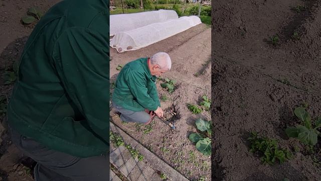 КАПУСТА - регулярно опрыскиваем, а то съедат раньше нас....