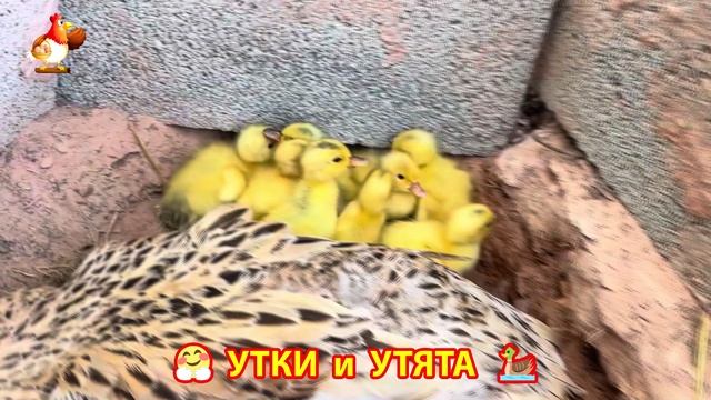 Утки с Утятами гармония во дворе 🦆🤗❣️(49)