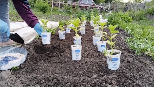 06.06.2025. Система для полива. Высыдила цветы.