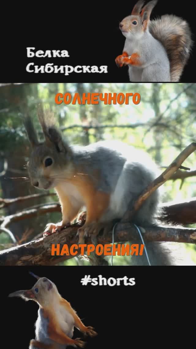 Белка ярким утром на кормушке
