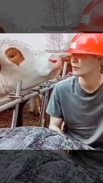 @video_smeshnyе (2).mp4