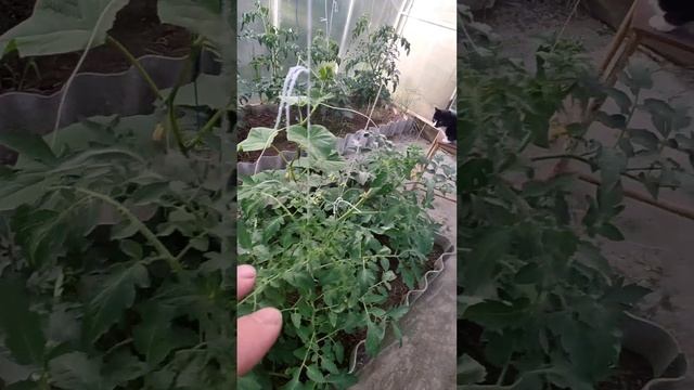 Подмосковье.Жара.томаты в теплице