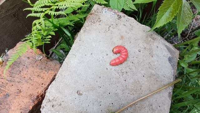 Мир насекомых: Древоточец пахучий🐛