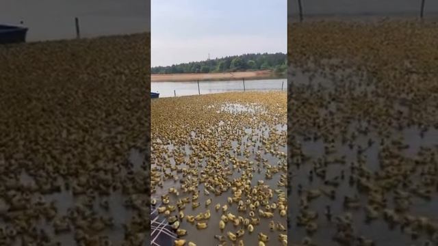 Пляжный сезон обьявляю открытым