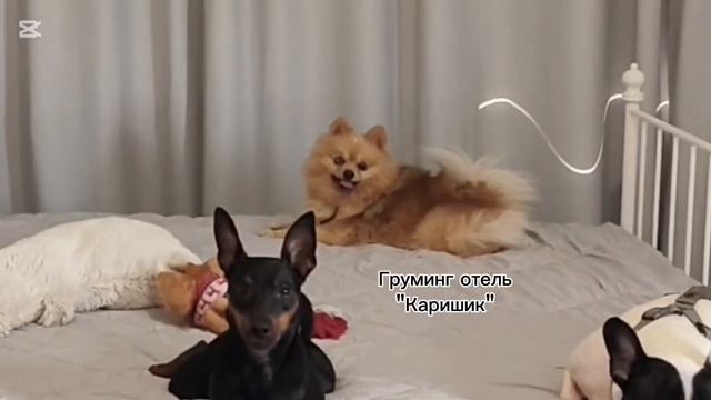 Шпиц Лева