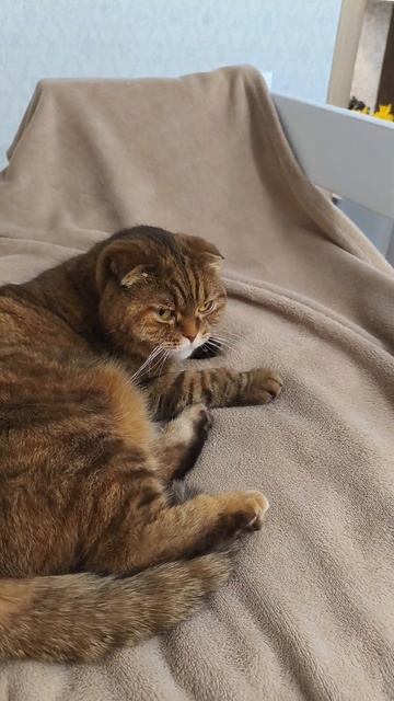 кошки