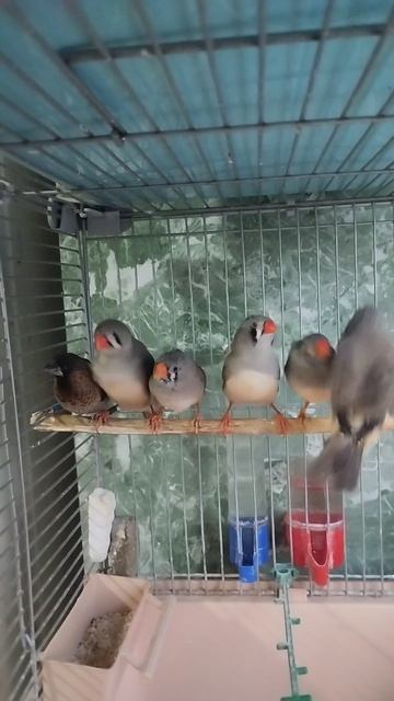Амадины