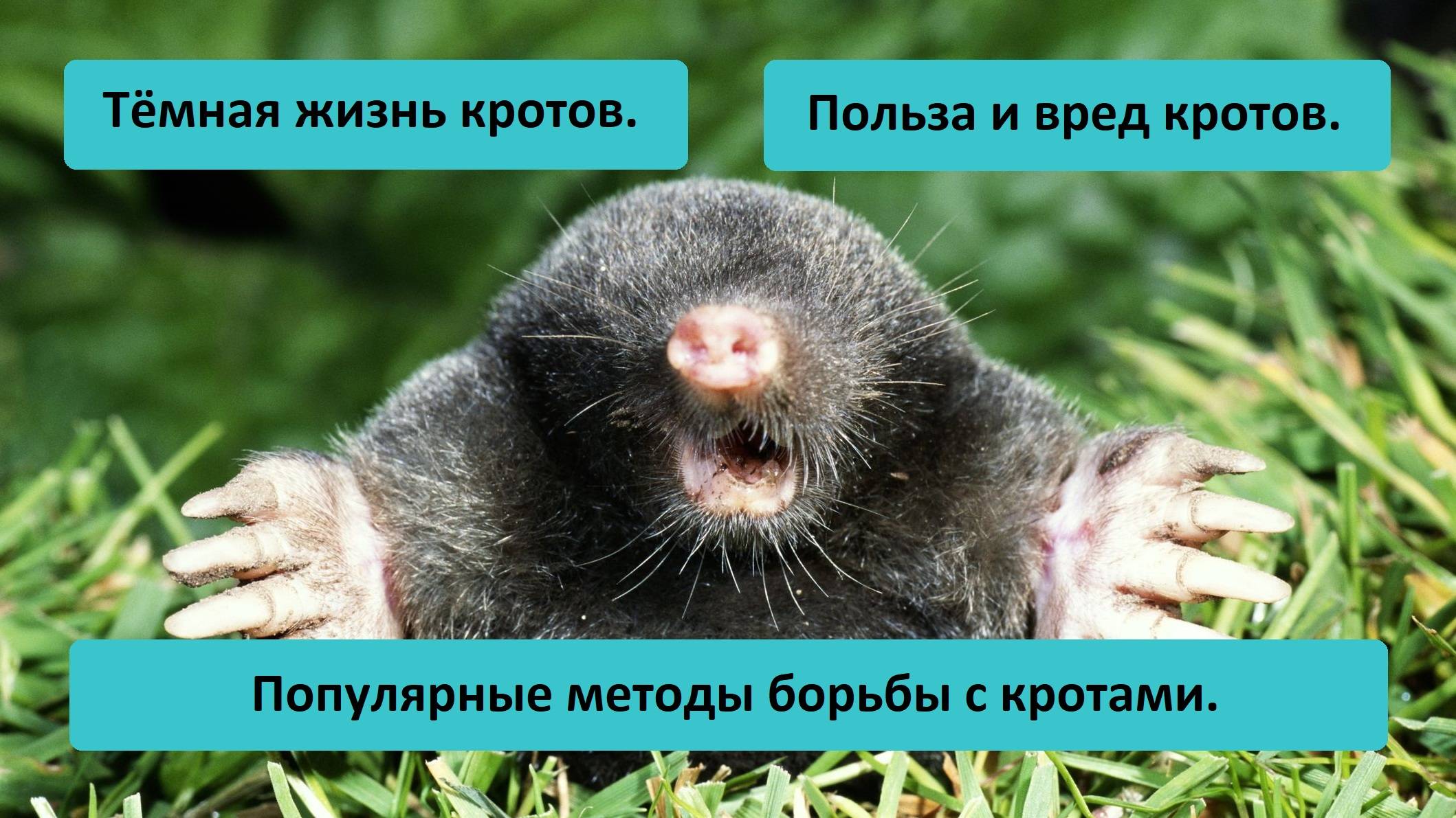 Информационный ролик о кротах.