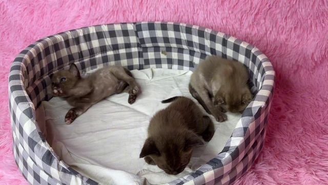 Бурманские котята,1 мес