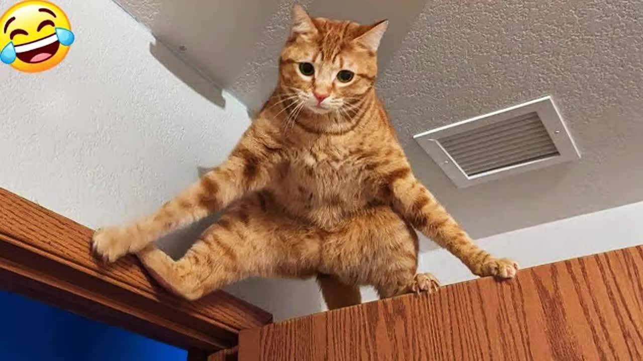 🤣 Эти веселые животные поднимут вам настроение своими безумными выходками!