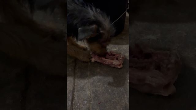 Кушаем во дворе