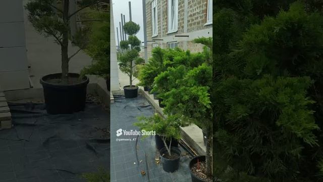 Почему очень важно вносить удобрения растениям в нашем регионе  От чего это зависит #сад #garden