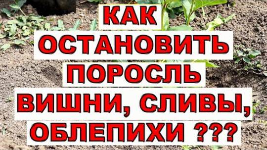 Как остановить поросль вишни: эффективные способы борьбы в 2025 году
