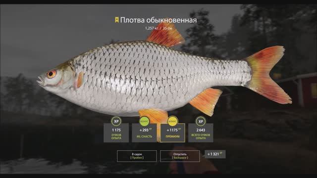 Плотва трофей 1 кг 257 грамм, озеро Куори, игра Русская рыбалка 4