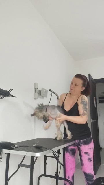 Чё бояться то? #бурунов #hardwork #motivation #каришик #puppy #каришиквшоке #собака