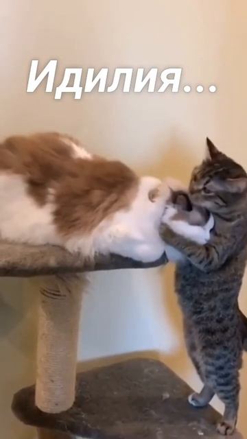 Романтические отношения ❤️😻😉