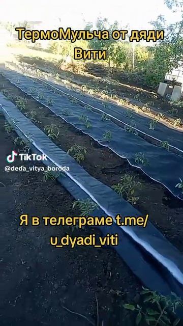 Термо Мульча и помидоры. ТермоМульча для сада и огорода. #мульча #агротекстиль #геотекстиль